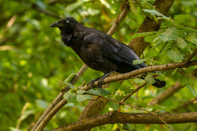 Close-up of bird perching on branch