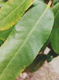 Close-up of green leaves