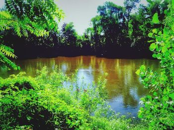 Reflection of trees in water