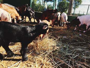 Cows grazing in farm