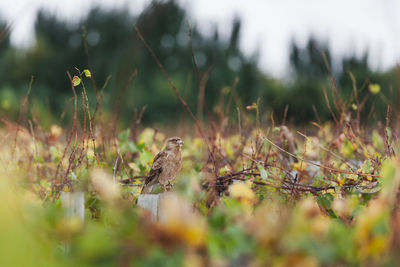 Close-up of plants on field