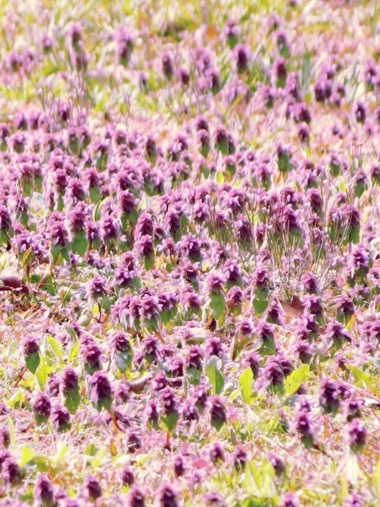 flower, growth, field, plant, beauty in nature, nature, freshness, fragility, purple, tranquility, high angle view, abundance, selective focus, grass, day, blooming, pink color, outdoors, full frame, growing