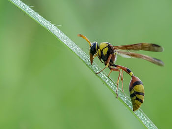 Close-up of dragonfly on leaf