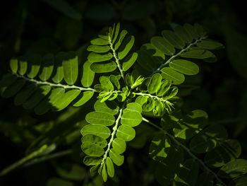 Close-up of fern leaves