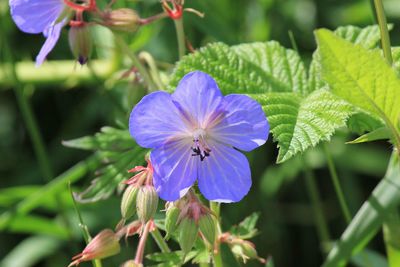 Close-up of purple flowering plant