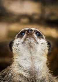 Close-up of meerkat looking up