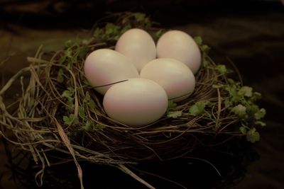 High angle view of eggs in nest