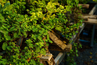 Low angle view of plants