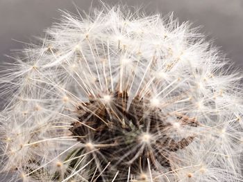 Close-up of dandelion