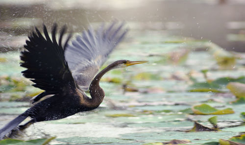 Bird flying over water