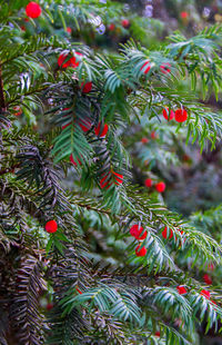 Close-up of christmas tree