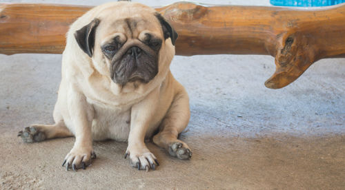 Portrait of dog sitting on floor