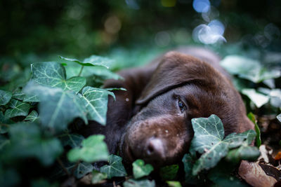 Close-up of a dog