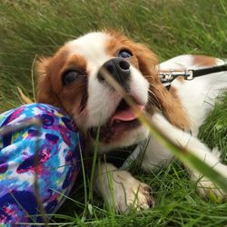 Portrait of dog in grass