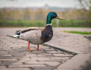 Close-up side view of a duck