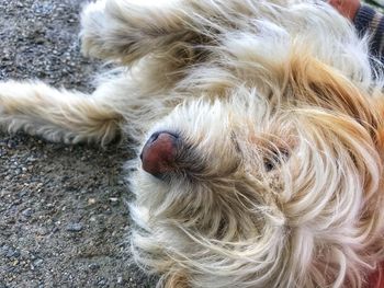 Close-up of hairy dog