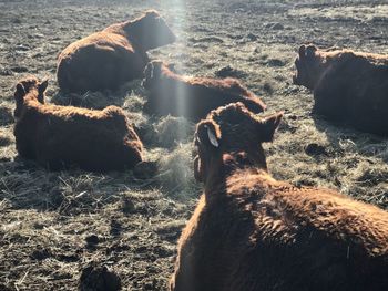 Cows on a farm