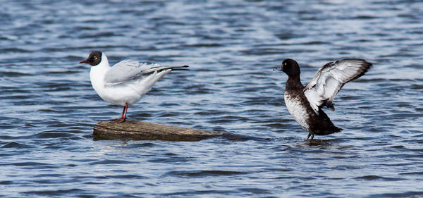 Seagulls perching on a sea