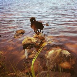 Dog on lake