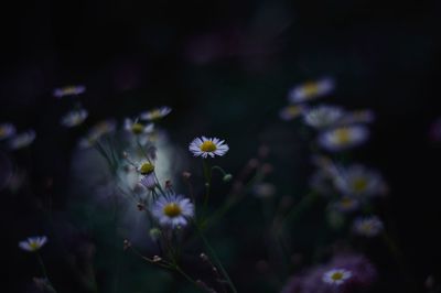 High angle view of flowering plant on field