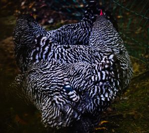 Close-up of a peacock