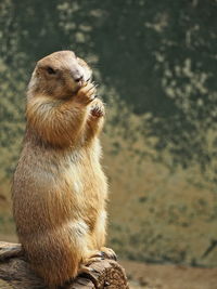 Close-up of animal sitting on rock