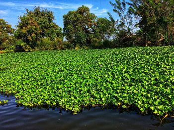 Plants growing on field by lake against sky