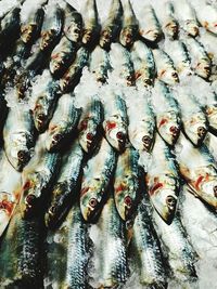 High angle view of fish for sale in market