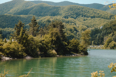 Scenic view of lake in forest