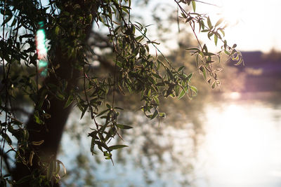 nature