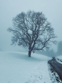 Bare tree on snow covered landscape