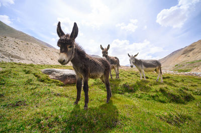 Donkeys on grassland against sky