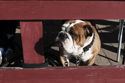 Close-up of dog looking away