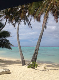 Palm trees on beach