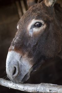 Close-up of a horse