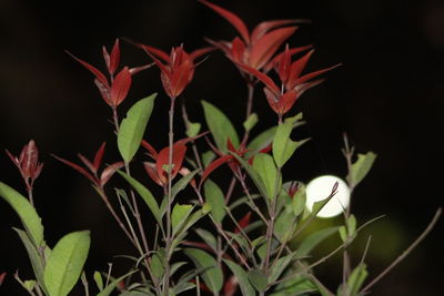 Close-up of red flowering plant