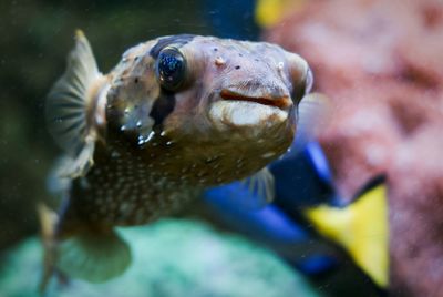 Close-up of fish underwater