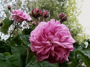 Close-up of pink flowering plant