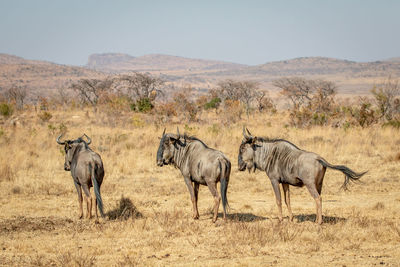 Horses in a field