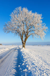 Tree by snow covered road against blue sky
