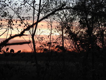 Silhouette trees on field against sky at sunset