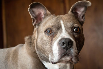Close-up portrait of dog