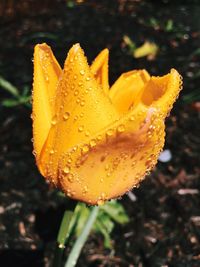 Close-up of water drops on flower