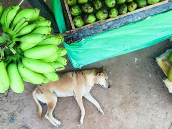 High angle portrait of dog on tree