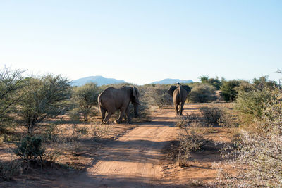 Two big elephants walking away on a path. namibia, africa
