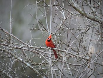 Bird perching on branch