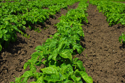Plants growing in garden