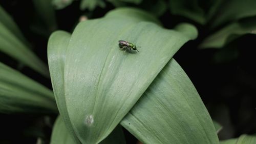 Close-up of insect on flower