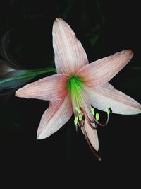 Close up of flower