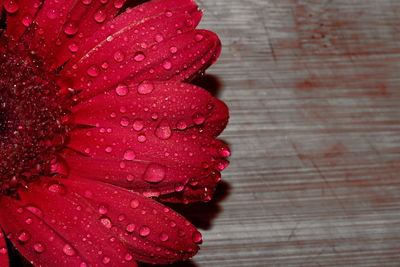 Close-up of water drops on red flower